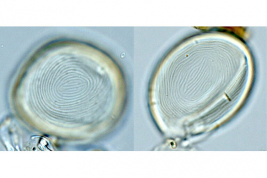 RPP: причудливые окаменелости — не растения и не животные, а «странный синтез» жизни