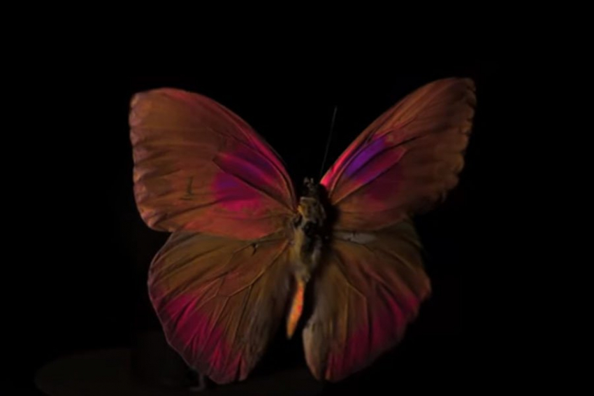 Ученые показали на видео, как выглядит мир глазами разных животных