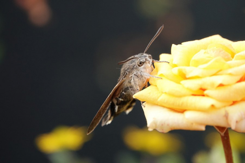 Ночью загрязнение не позволяет насекомым-опылителям чувствовать запах цветов