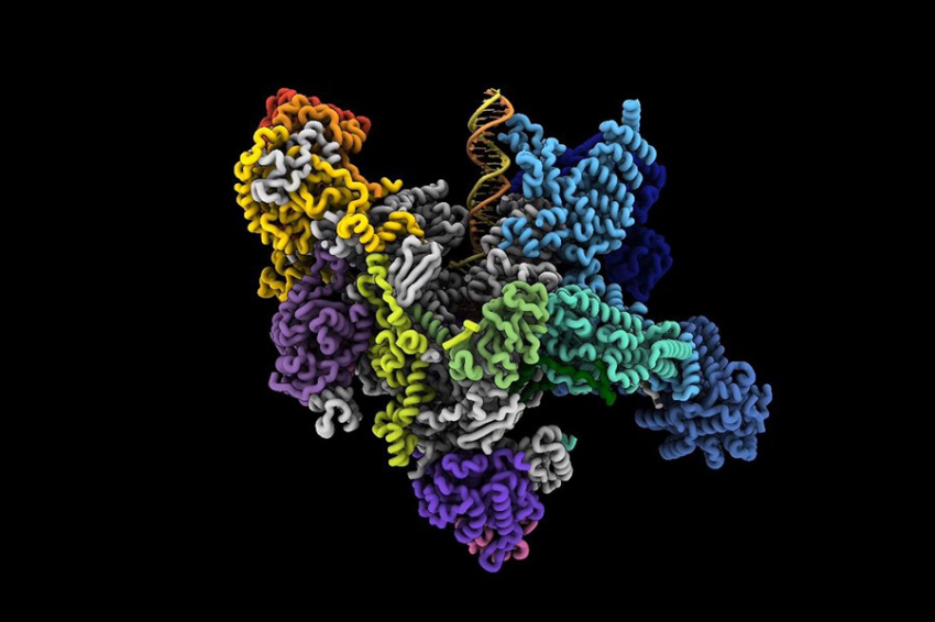 Cell: передовая микроскопия выявила белки, которые обеспечивают фотосинтез