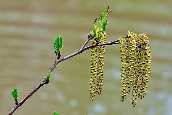 17 апреля – день Иосифа Песнопевца или Ольховые смотрины: традиции, приметы и поверья