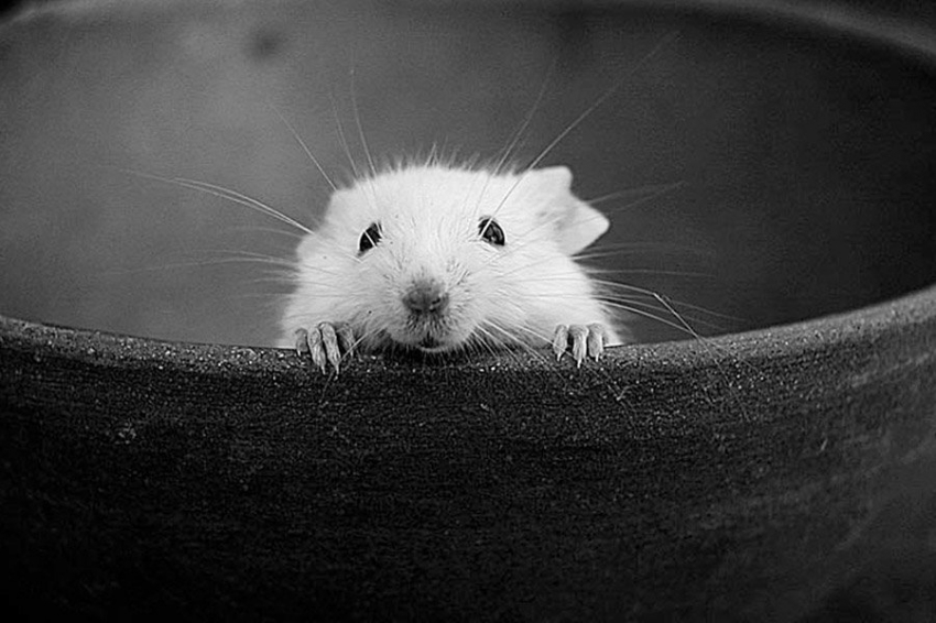 Учёные создали мышиный эмбрион с 6 ногами и без гениталий