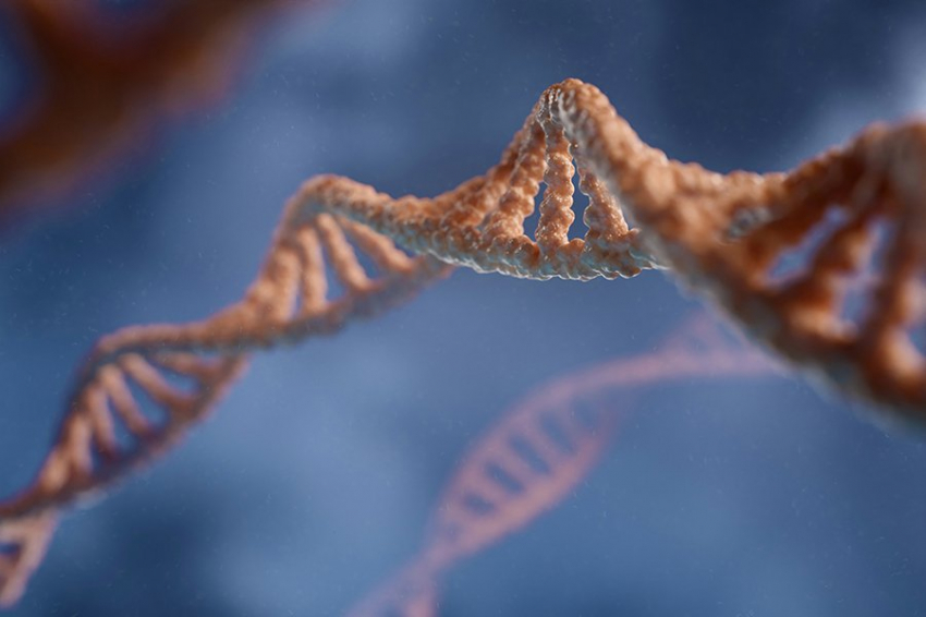 Редкая мутация, вызывающая низкий рост, может пролить свет на старение