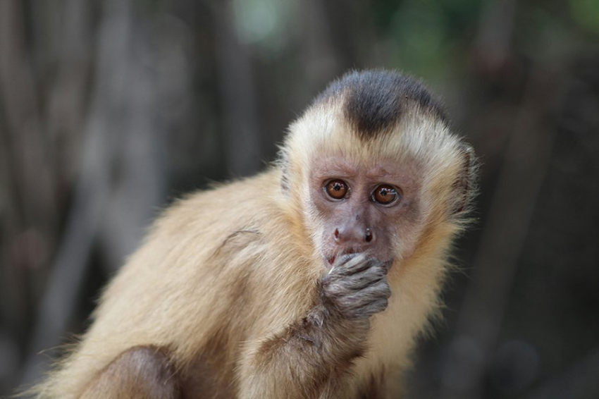 SR: обезьяны-капуцины используют палки и камни, чтобы добывать еду под землей