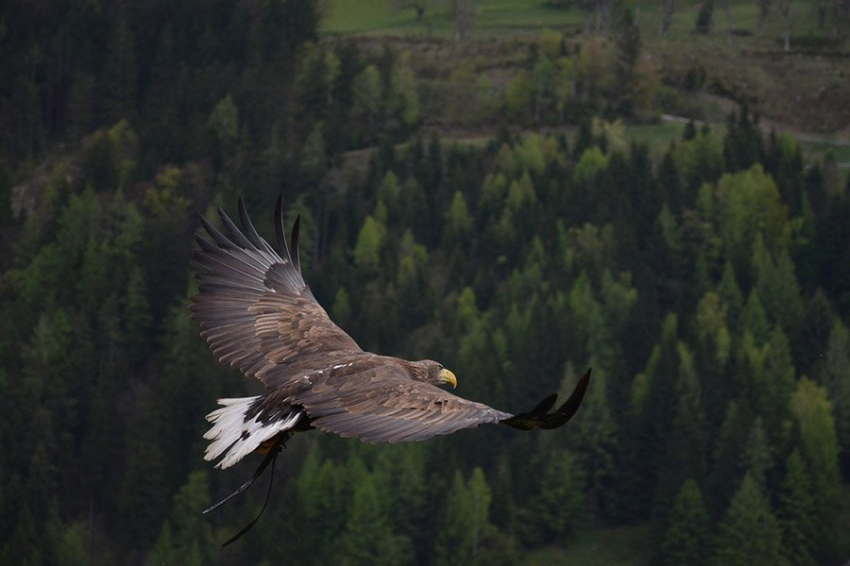 Homo sapiens способствовал распространению орла Бонелли 50 000 лет назад