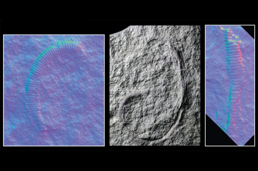 PP: хищный червь возрастом 425 миллионов лет двигался как аккордеон