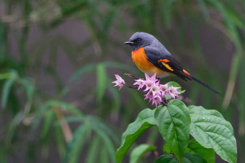 Пение птиц и человеческий голос построены по одному генетическому принципу