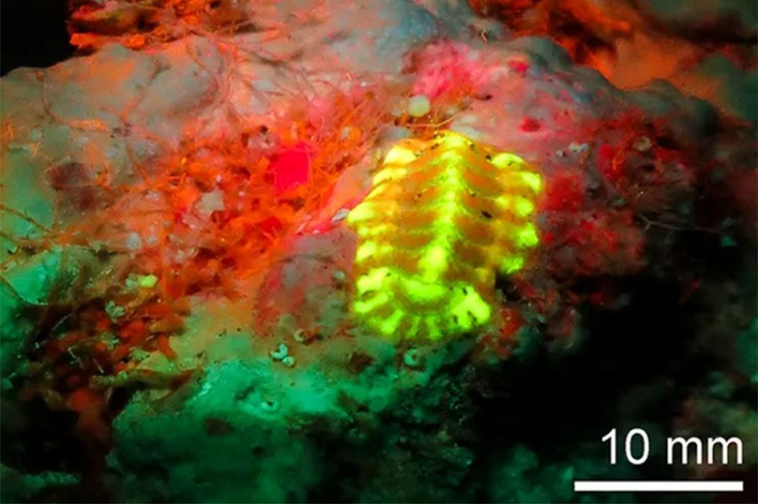Ученые обнаружили 27 новых светящихся морских видов