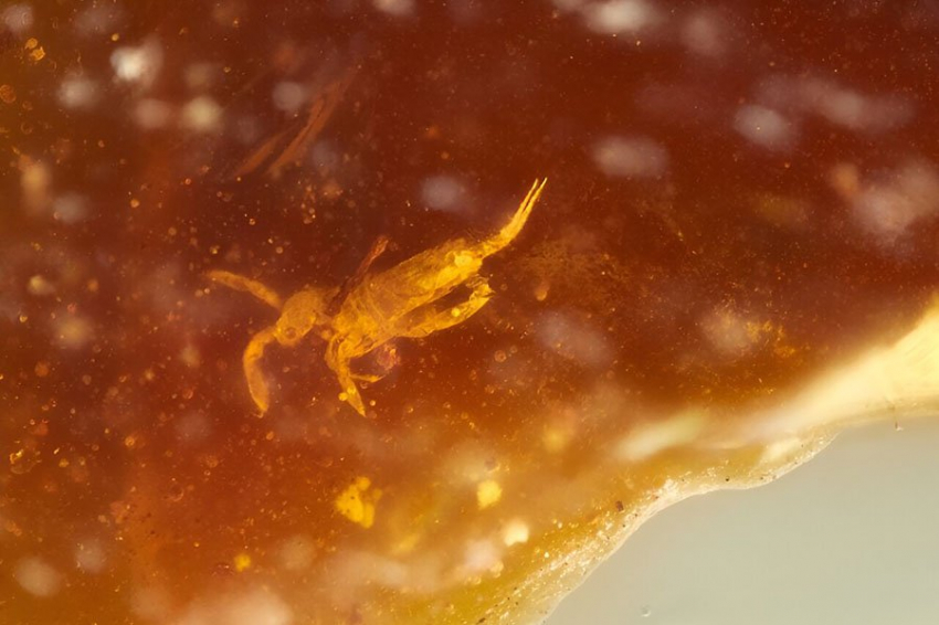 В австралийском янтаре обнаружены «живые ископаемые» времен Гондваны 