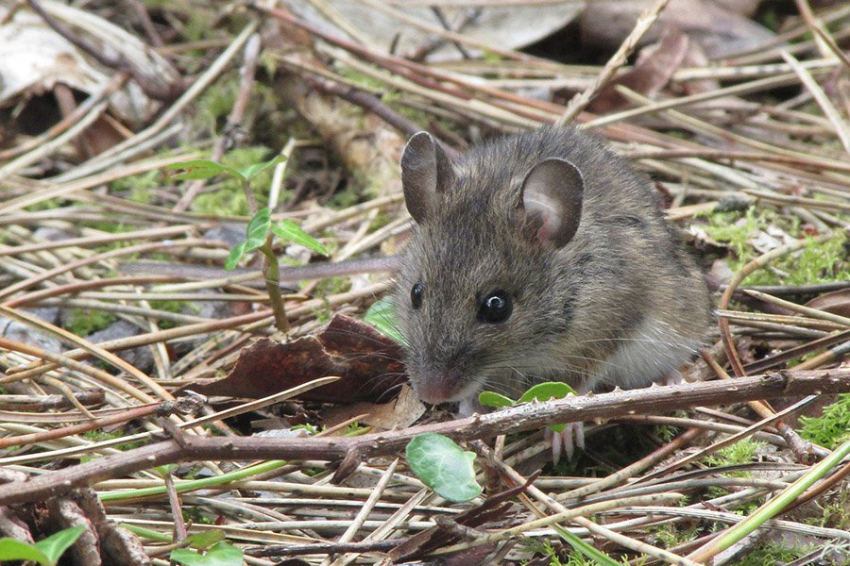 Окаменелости показывают, что современные млекопитающие растут быстрее древних
