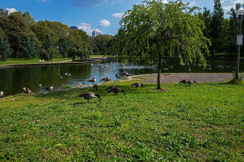Деревья могут охлаждать города во время аномальной жары не так, как считалось