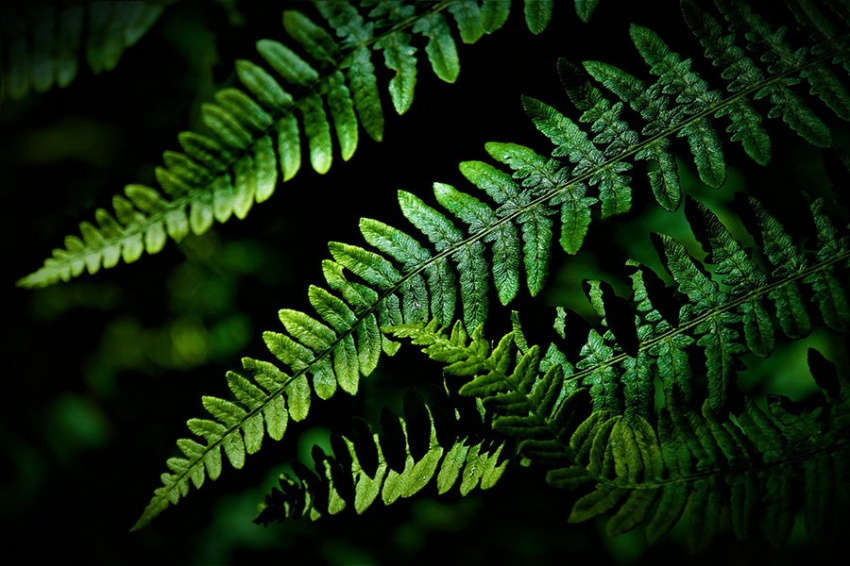 JPR: папоротник стал первым в подотряде независимым гаметофитом