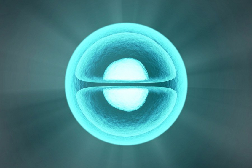 Ученые объяснили, как клетки мигрируют через промежутки, меньшие, чем их ядро