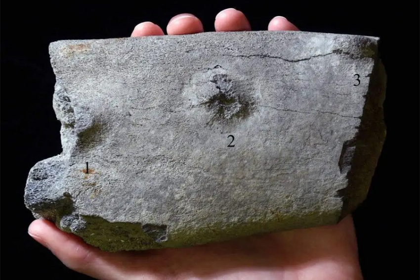 На окаменелости древнего кита до сих пор сохранился след от укуса акулы