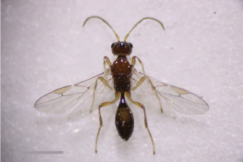 Выявлен вид ос-паразитов, заражающих взрослых мух