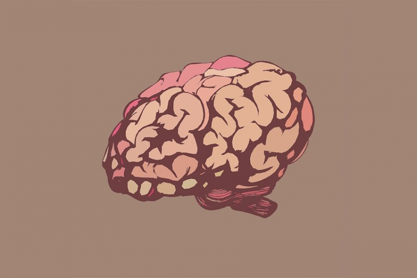 iScience: политические взгляды связаны с особенностями строения мозга