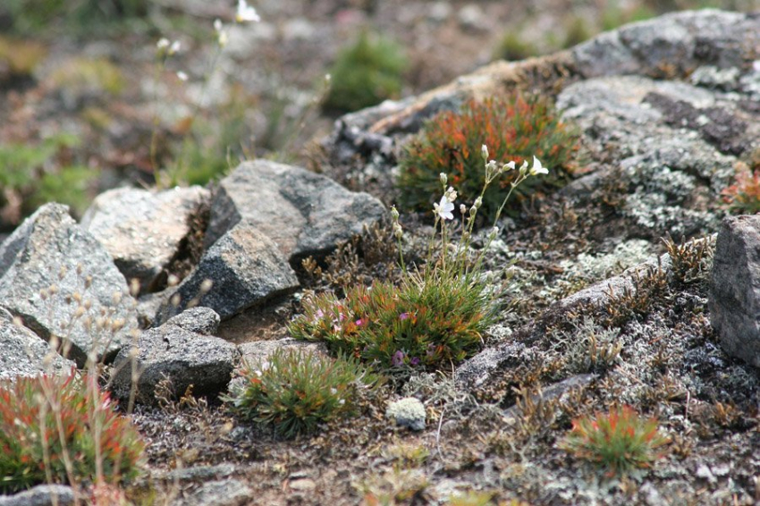 Ученые предложили новое объяснение кратеров вечной мерзлоты в Сибири
