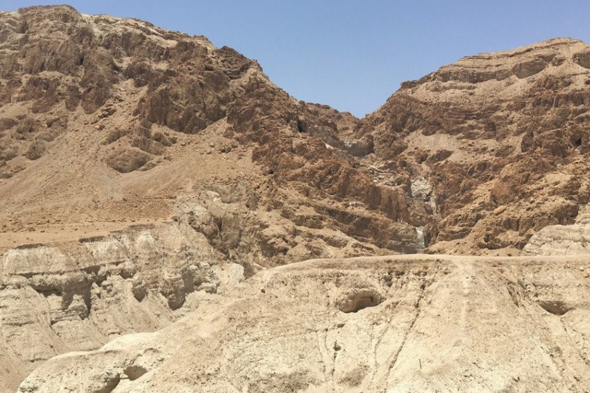 Communications Biology: из древнего семени удалось воскресить библейское дерево