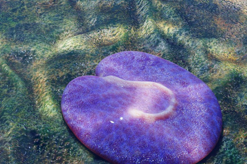 Ученые обнаружили одно из древнейших животных на Земле в австралийской глубинке