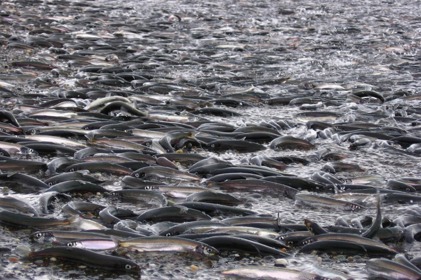 Зафиксировано крупнейшее хищническое событие, когда-либо наблюдавшееся в океане