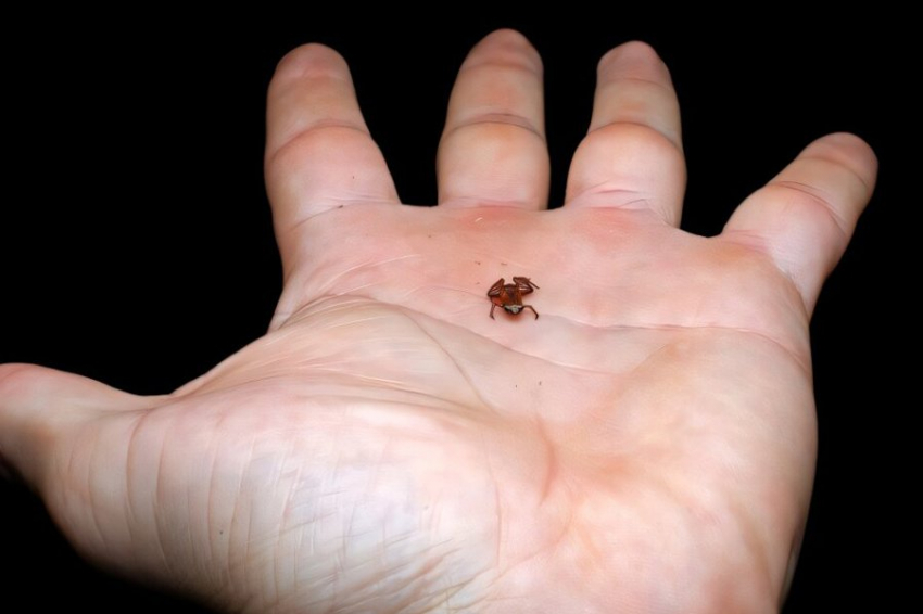 Ученые описали новый вид жабы длиной менее 7 мм