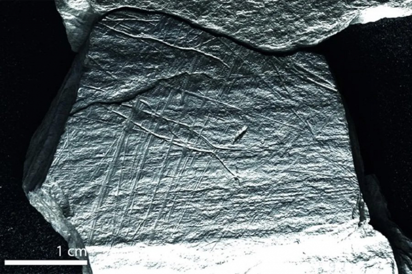 Древние рисунки показывают, что люди ловили рыбу сетями 15 800 назад