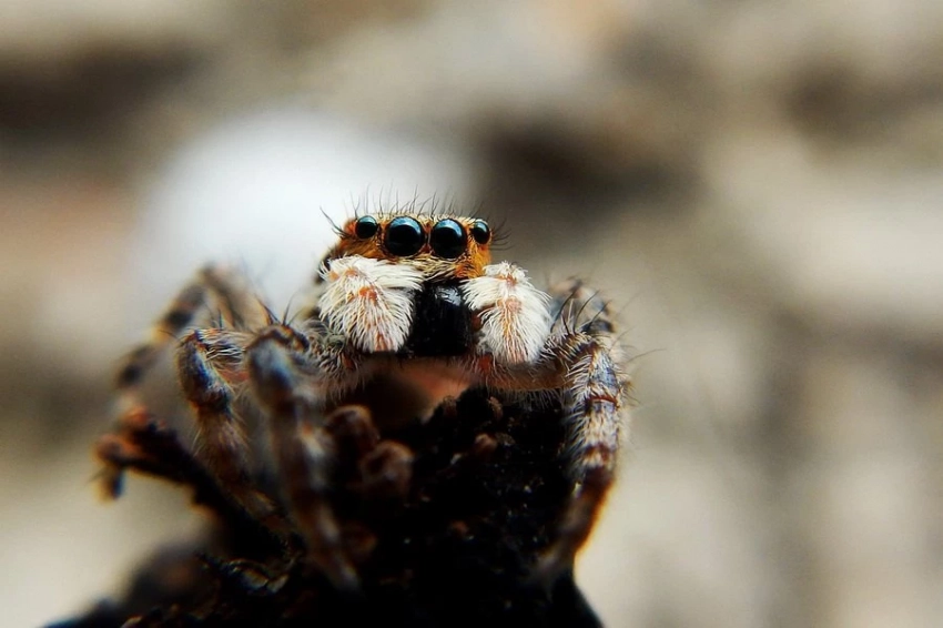 Международная группа зоологов обнаружила на Кубе уникальный вид тарантула