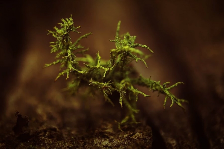 Прорывная модель искусственного интеллекта может переводить язык жизни растений