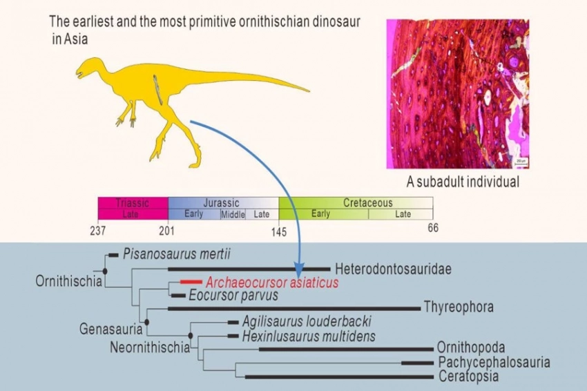 В Китае обнаружен новый вид травоядных динозавров