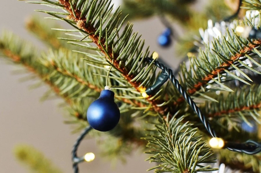 Yle: финны предложили спасать рыбу и климат новогодними ёлками