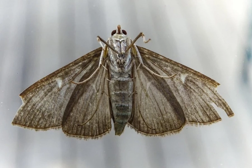 В честь выдающегося ульяновского профессора назван новый род бабочек