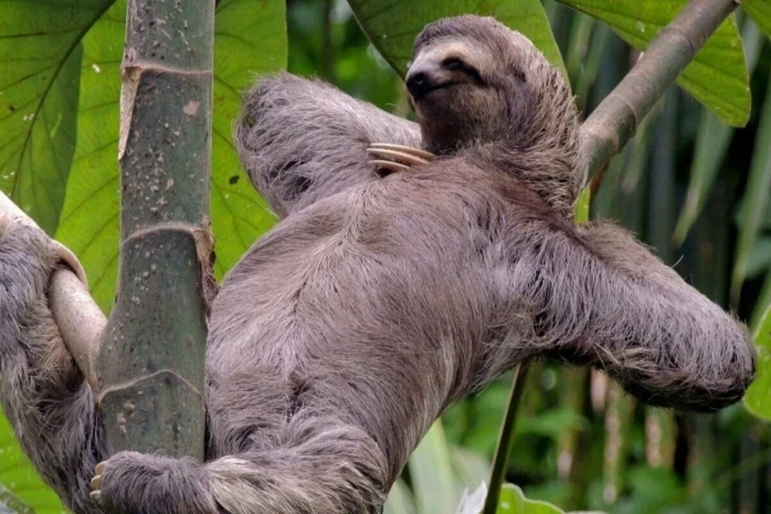 Особенности праздника Международный день неторопливости 26 февраля 2025 года