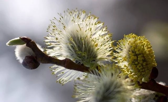 Праздник Алексея Теплого православные верующие отмечают 30 марта 2025 года