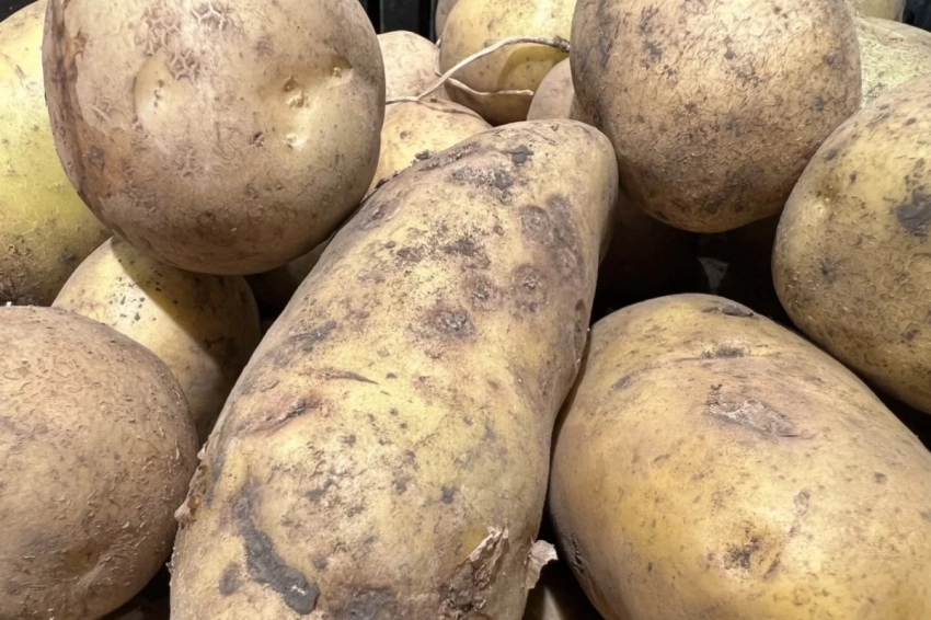 Овощ, который незаслуженно обходят стороной: что стоит посадить в 2025 году?