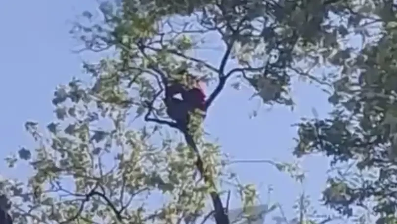 Новые высоты прав и свобод: спасаясь от ТЦК, житель Одессы забрался на верхушку дерева